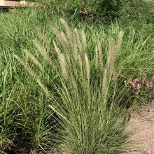 Pennisetum setaceum