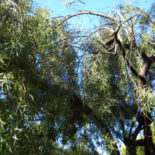 Rhus lancea