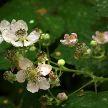 Rubus armeniacus