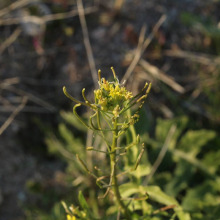 Sisymbrium irio inflorescence