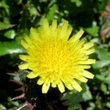 Sonchus oleraceus flower