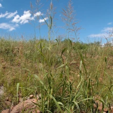 Sorghum halepense