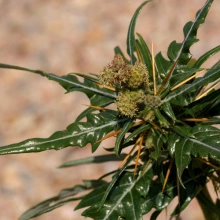 Xanthium spinosum