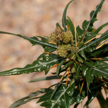 Xanthium spinosum